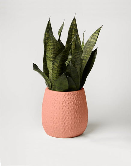 Curves Planter - Peach - Homewares - Republic Home